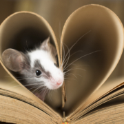 Baby Mouse And Old Book
